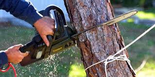 Professional Tree Care in West Wood, UT