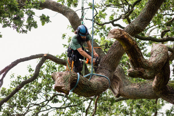 How Our Tree Care Process Works  in  West Wood, UT